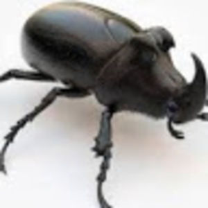 Meet your Posher, Ethenia